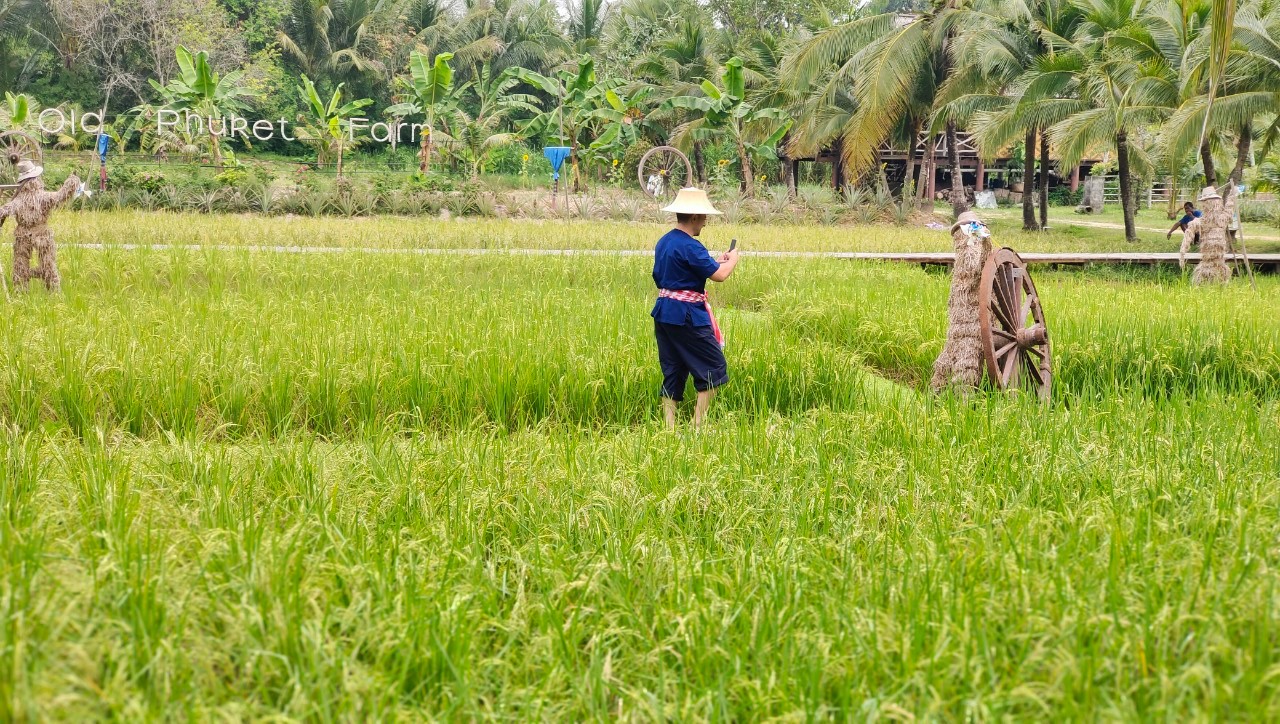 Phuket Farm experience4